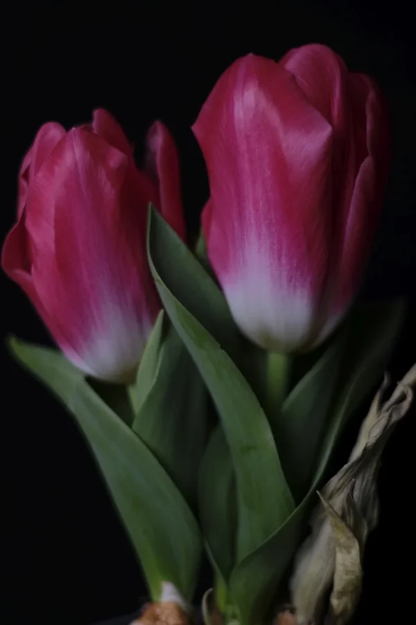 f2.0_DSF0784.webp