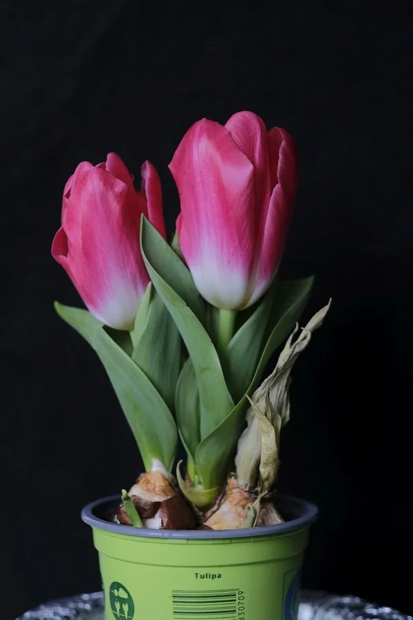 f2.8_DSF0754.webp