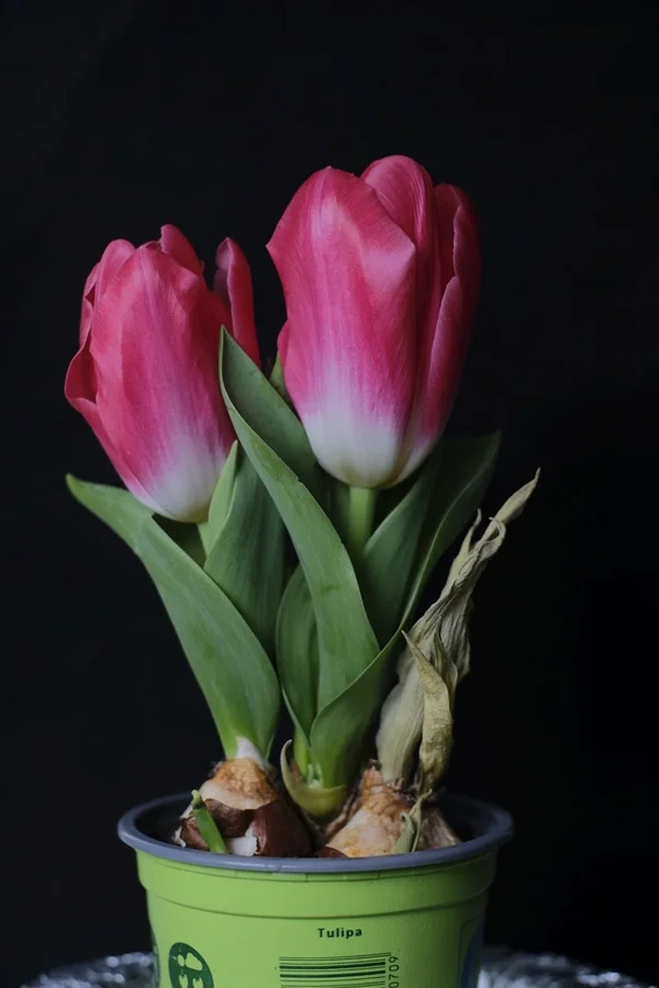 f2.8_DSF0766.webp