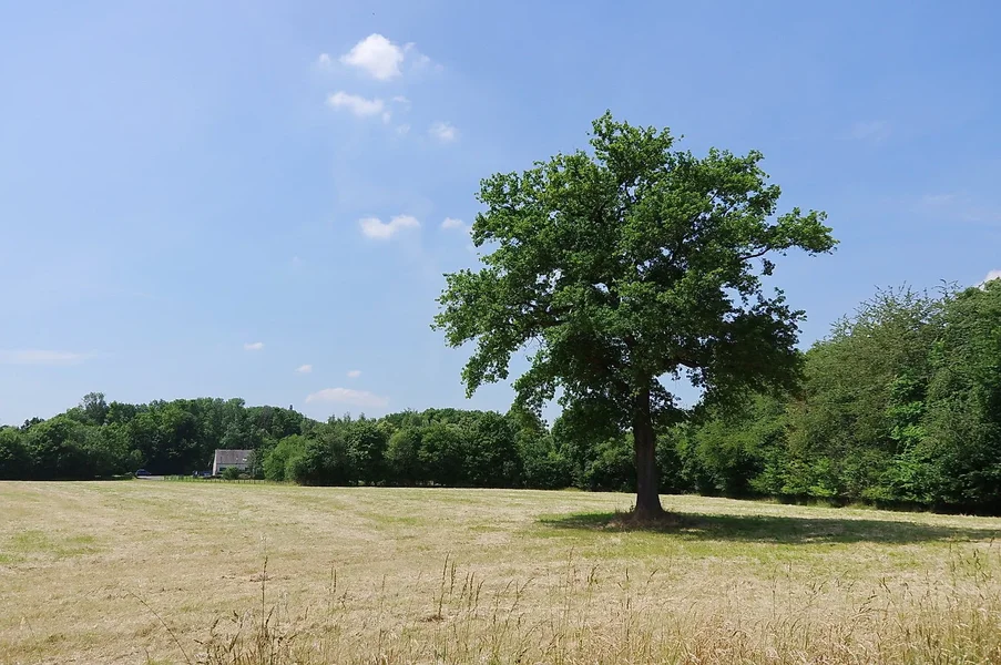 006K3IM1665.webp