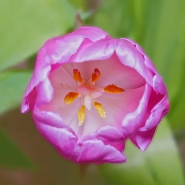 TulpeRosaWeissSOLOmStaubgefHDRL3QUADRAT.webp