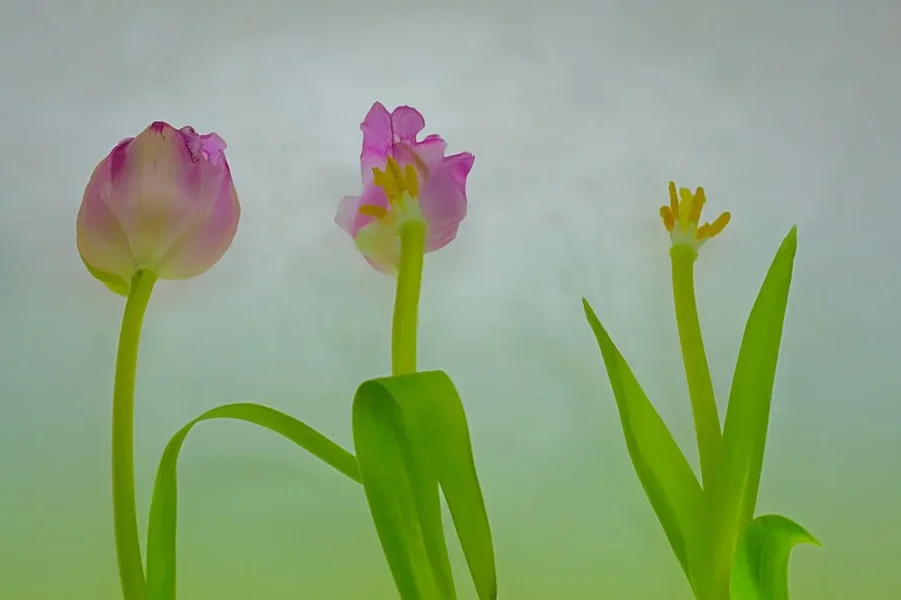 TulpenStreaptease3StückSL3si105MacFINFINFIN.webp