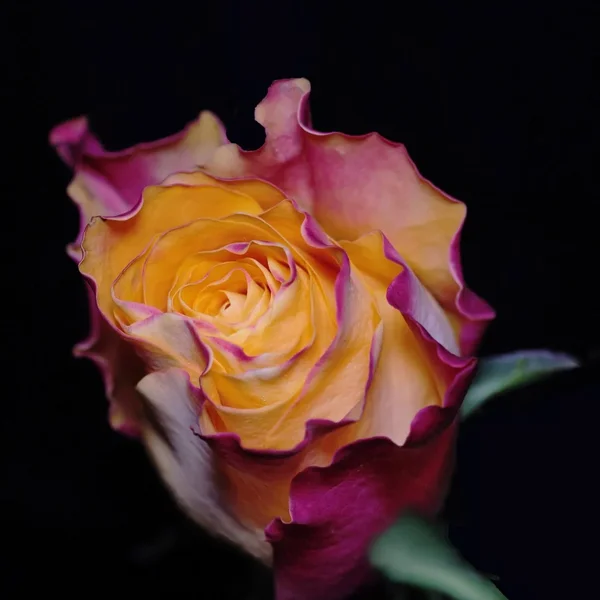 RoseGelbRotPURdunkelSL3Si105MacZWEIQUADRAT.webp