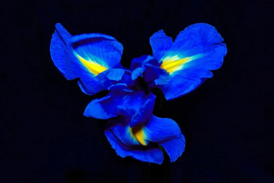 IrisBlauaufSchwarzSL32490.webp