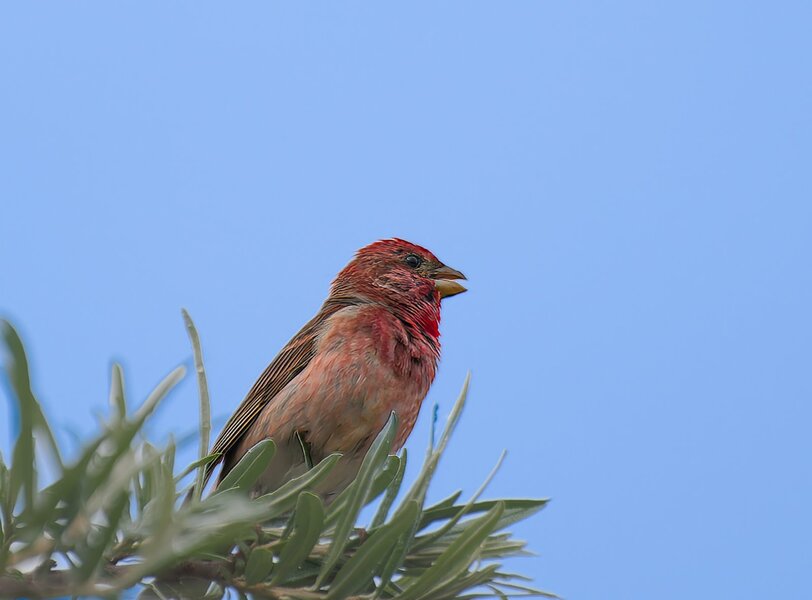 Juni 2017-245_DxO-Bearbeitet.jpg