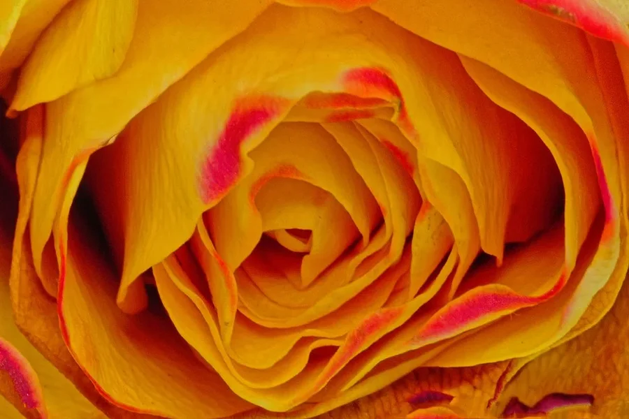 RoseGelbRotnurZentrumSL3Si105Mac.webp
