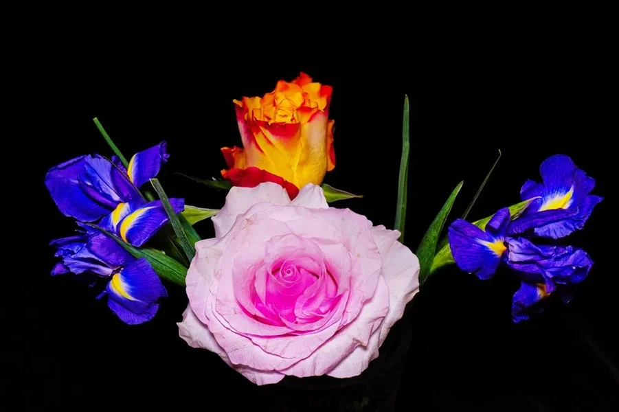 RoseRosamIrisundRoseOrangeSL3.webp