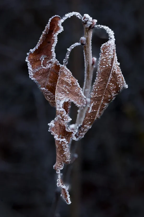 ci_A7500757.jpg