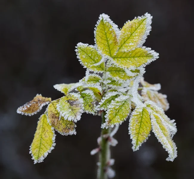 ci_A7500784.jpg