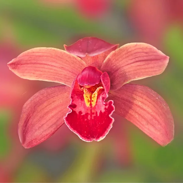 OrchideeRotgestreiftSOLOHGWZV5QUADRATVARIANTE.webp