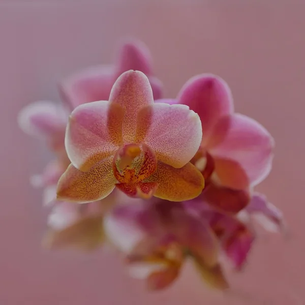 OrchideenRosaMGelbBuschenSL3Si105MacQUADRATFINFINFIN.webp