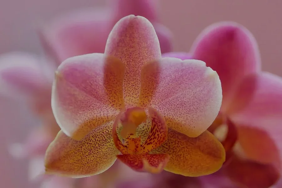 OrchideenRosaMGelbBuschenSL3Si105MacRECHTECKFINFINFINAUSSCHNITT.webp