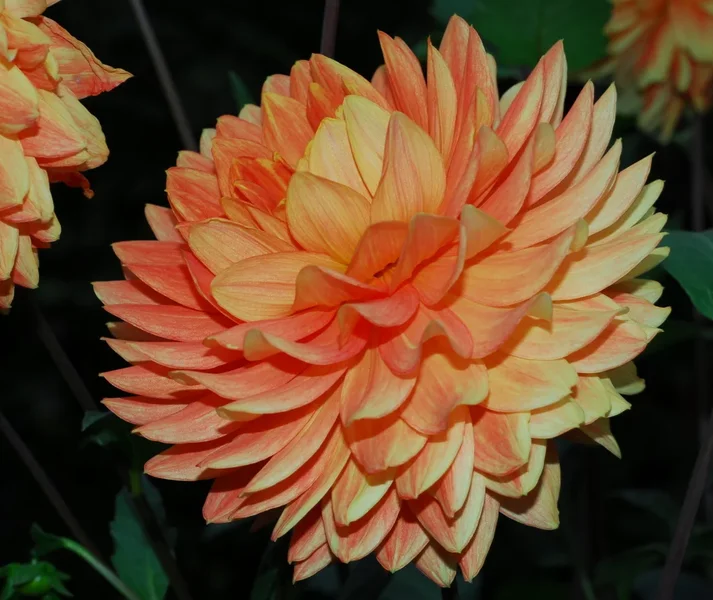 Dahlie2.webp