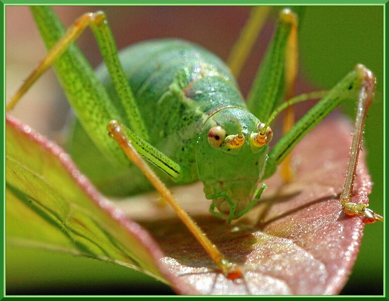 Huepfer02.JPG