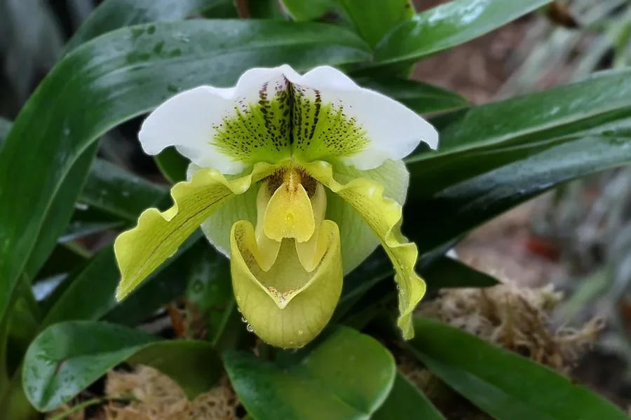 OrchideeGelbWeissGrünjUmfeldV5.webp