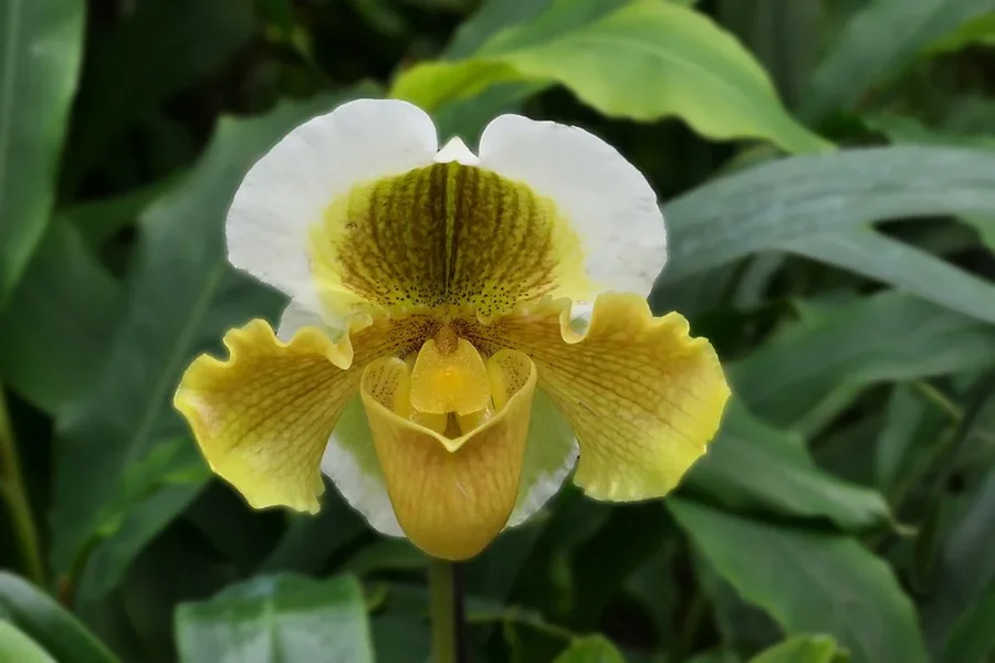 OrchideeGelbWeissSchwarzGrünV5.webp