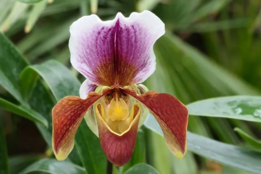 OrchideeRotGelbLilaWeissmUmfeldV5.webp