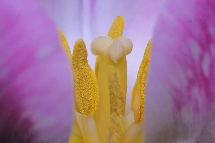 TulpeRosaWeissStaubgefGROSSSL3CanMPE65.webp
