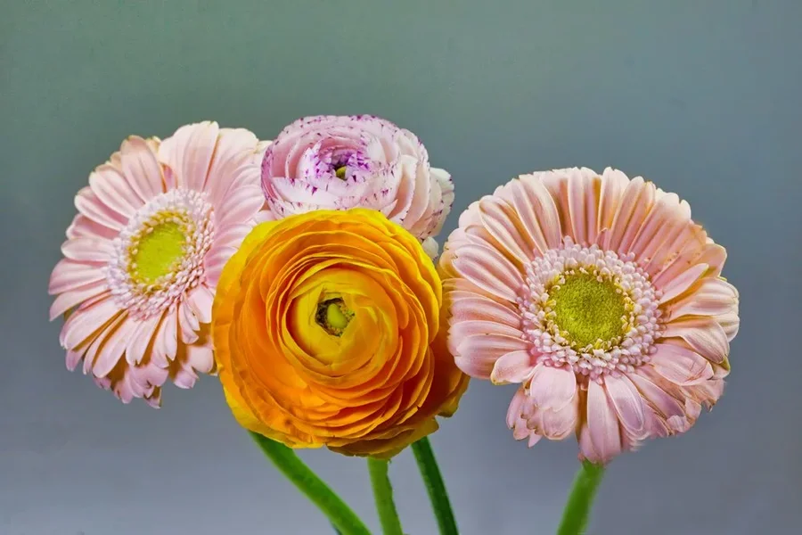 RanunkelnuGerbera4StkSl3.webp