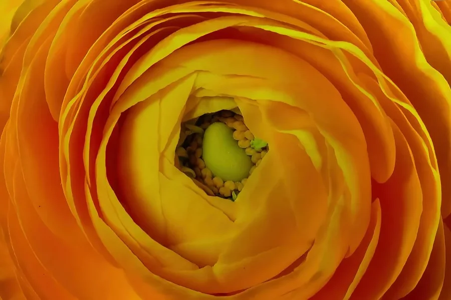 RanunkelGelbZentrumSL3.webp