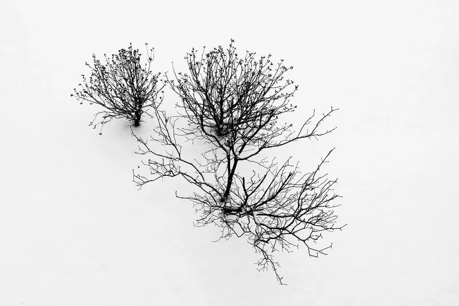 DreiBäumchenimSchneeWintereinbruchSCHWARZWEISSV5.webp