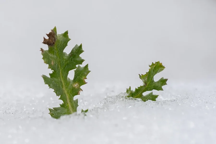 ci_A7501479.webp