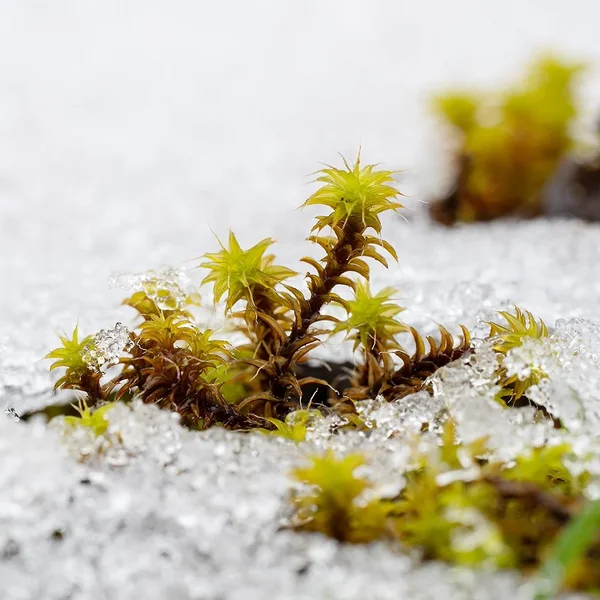 ci_A7501488.webp