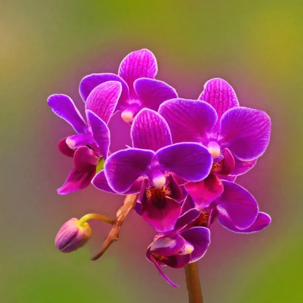 OrchideenLilaHGWEICHQUADRATV5ARTWORK.webp