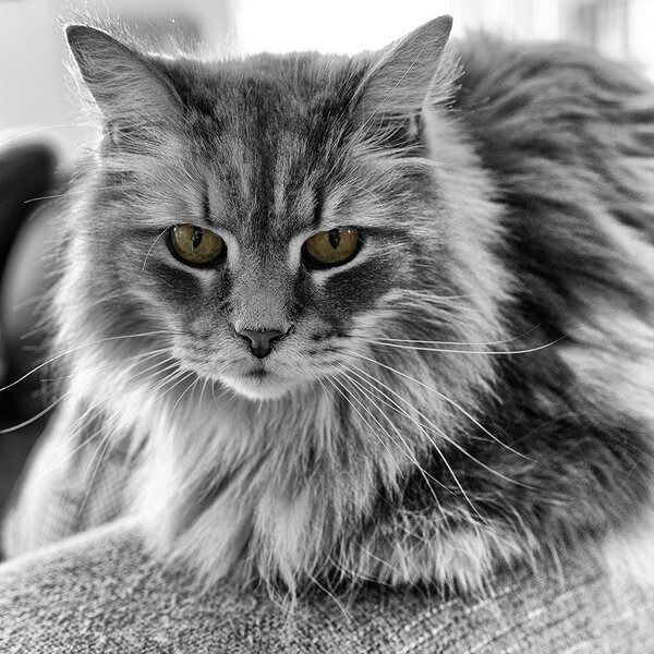 ci_A7501864_ck.jpg