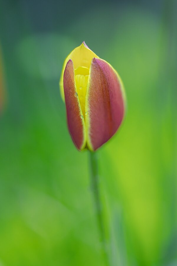 Garten 2025-521-Bearbeitet.jpg