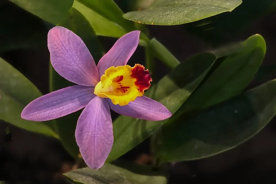 OrchideeLilamGelbemKernRechteckV5.webp