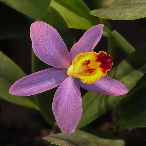 OrchideeLilamGelbemQUADRATV5.webp