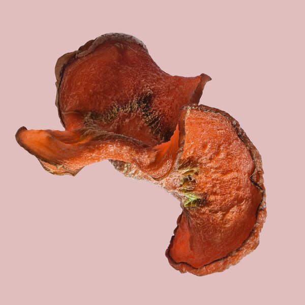 Querschnitt Möhre Auflicht 2026-03-04 11-56-58 (C,S4) 84 Kopie.jpg