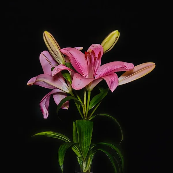 LilienganzerAstSL32490.webp