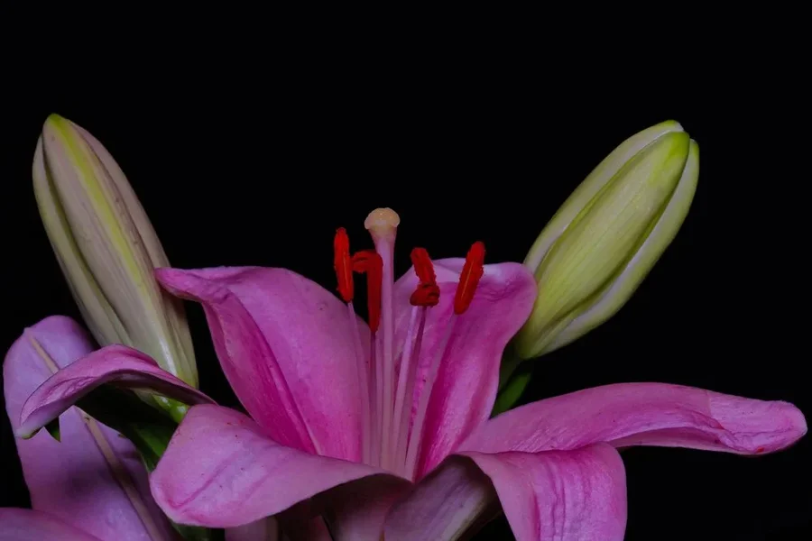 LilieStaubgefmUmfeldSL3Si105Mac.webp
