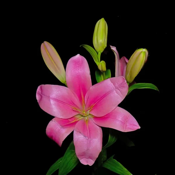 LilieOberteilZWEISL32490QUADRAT.webp