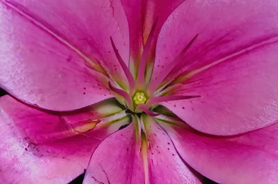 LilienurStaubgefässeandereArtZWEISL3Si105Mac.webp