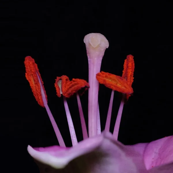 LilienurStaubgefässeSL3Si105MacQUADRAT.webp