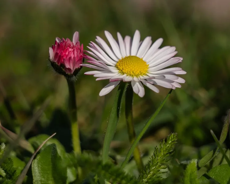 ci_A7502145.webp