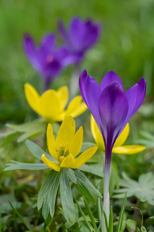ci_A7502052.webp