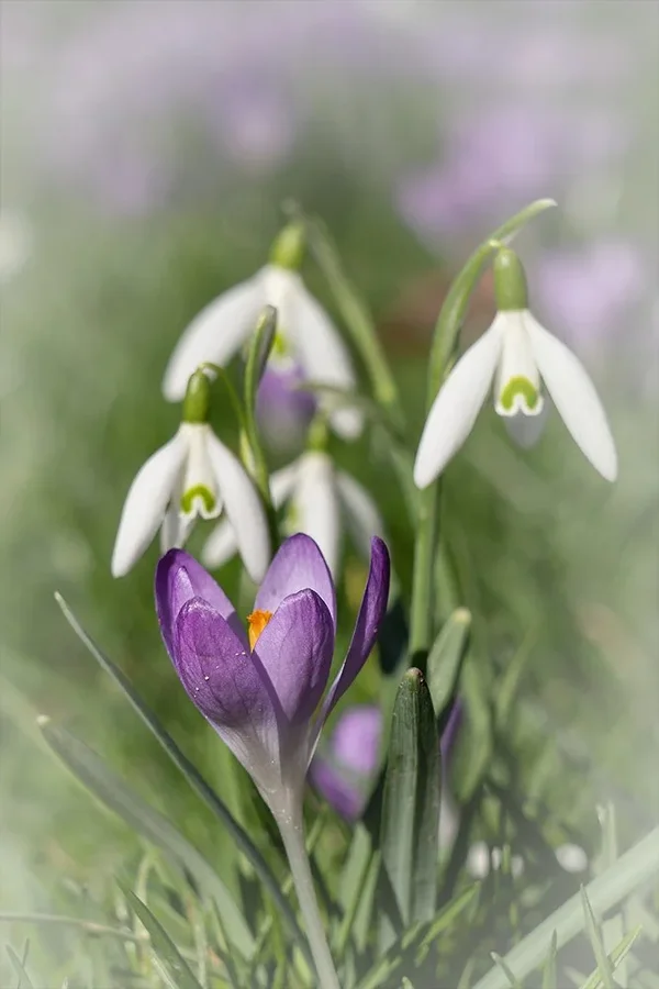 ci_A7502090.webp