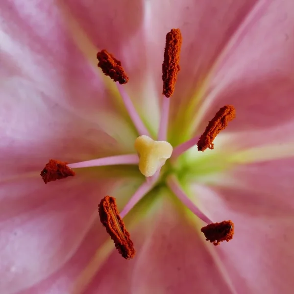 LilieStaubgefDREIL3Si105MacQUADRAT.webp
