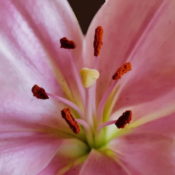 LilieStaubgefEINSSL3Si105MacQUADRAT.webp