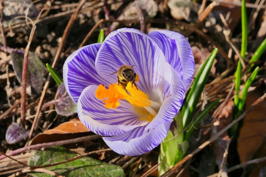 KrokusgestreiftmInsektEINSV5.webp
