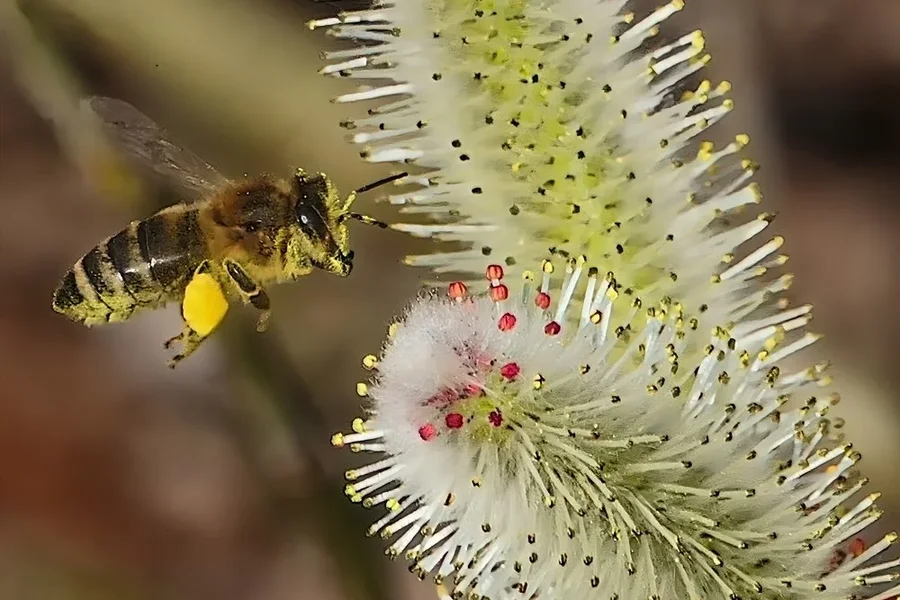 PalmkätzchenmBienefliegendZWEIV5EXTREMCROP.webp