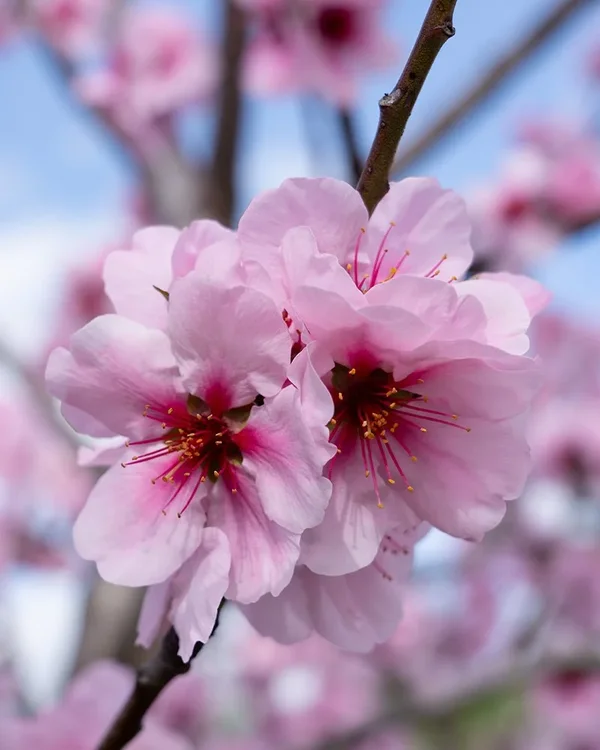 ci_A7502849.webp