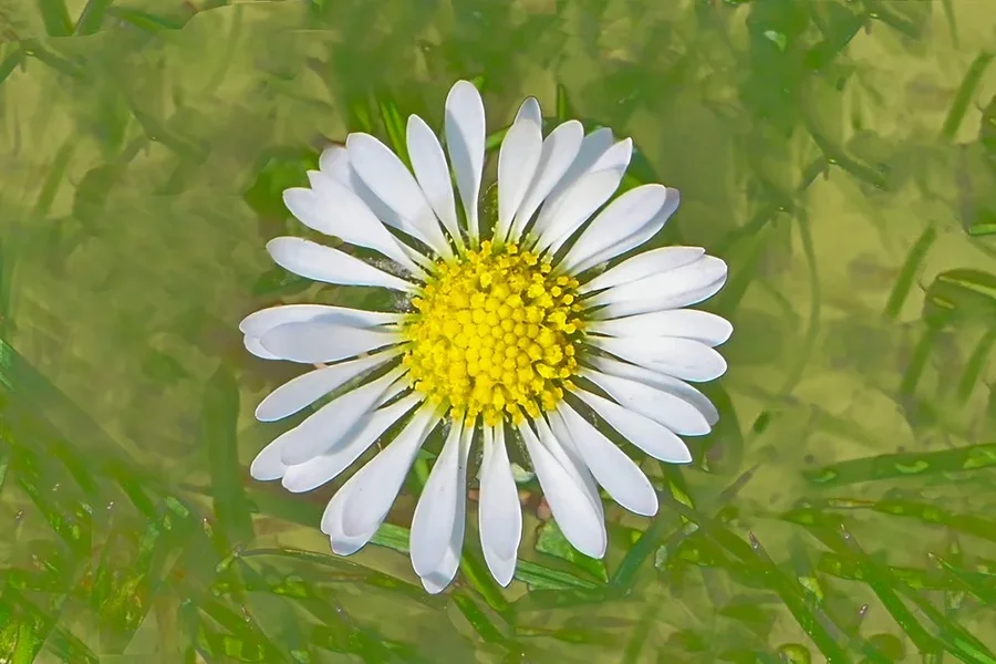 GänseblümchenGROSSV5RECHTECK.webp