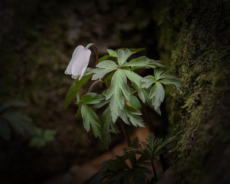 ci_A7502922_ce.jpg