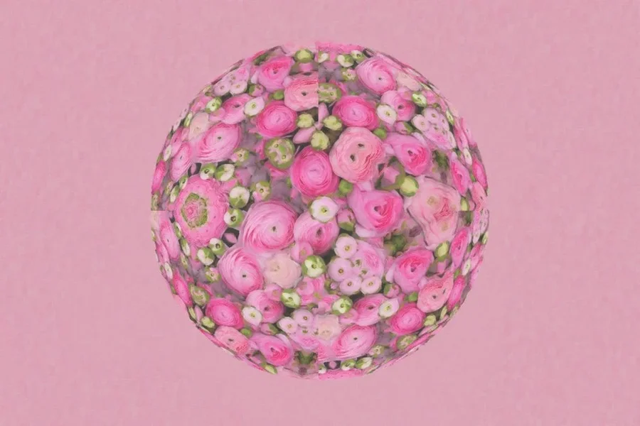 RanunkelnRosarotundWeissVieleDLUX8RUNDWELTROSAARTWORK.webp