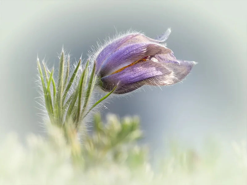 ci_A7503151.webp